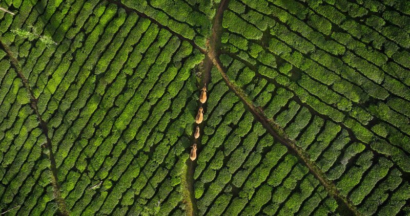 Asiatische Elefanten folgen ihren traditionellen Pfaden, die sich heute durch große Teeplantagen schlängeln. – Bild: BBC Studios /​ ZDF