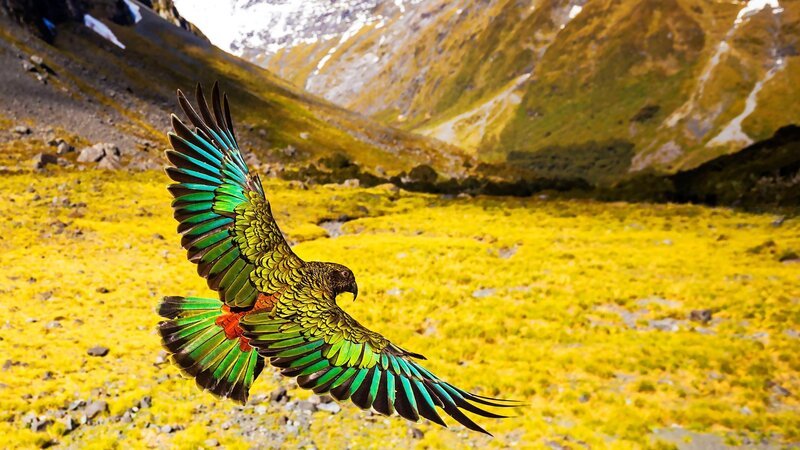 SRF DOK Wildes Neuseeland – Im Reich der Extreme: Fliegender Kea. – Bild: SRF/​Doclights NDR Naturfilm & BBC /​ TOM WALKER