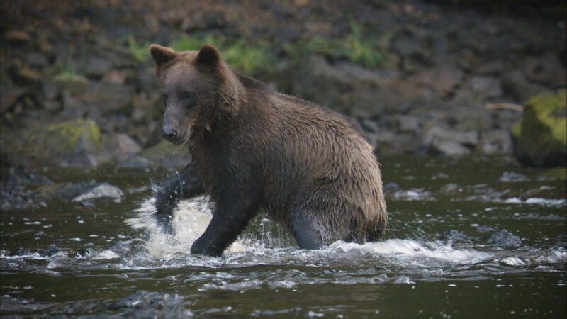Grizzly bear. – Bild: Discovery Channel