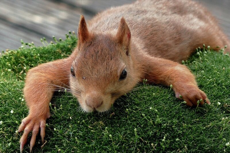 Eichhörnchen in Europa – Bild: SRF/​Altayfilm