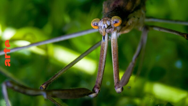 Bild: Wildbear Pty Ltd