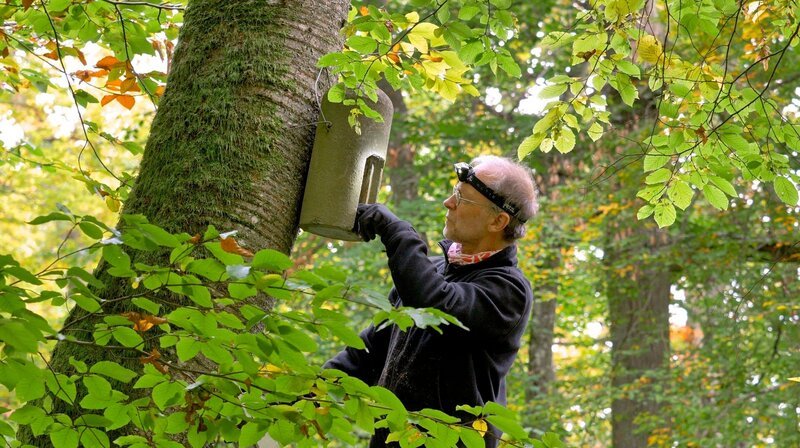 Kiwi überprüft regelmäßig Fledermauskästen im Wald. – Bild: WDR/​Jens Hamann
