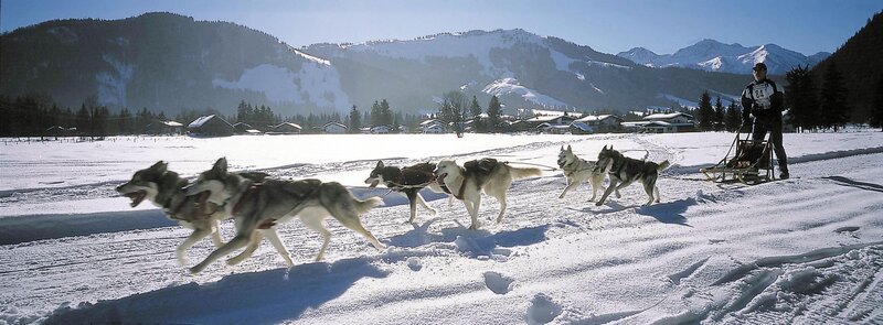 Hundeschlittenrennen. – Bild: ORF/​TVB Pillersee Tal