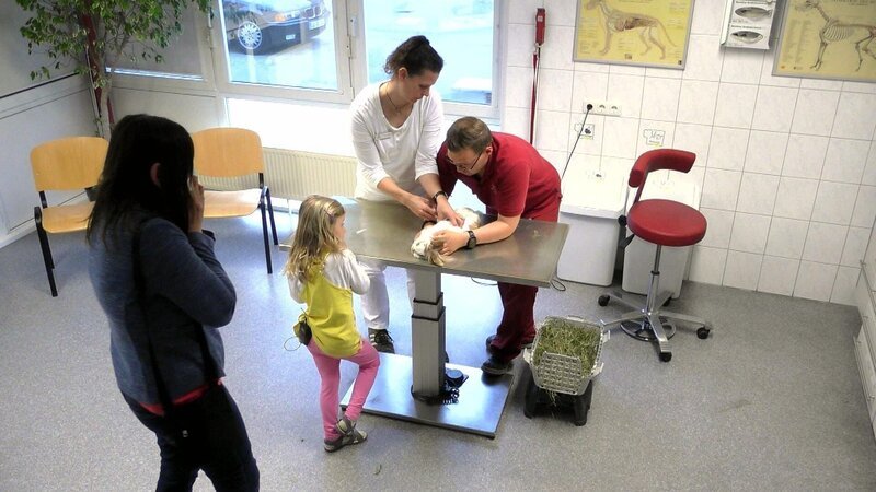 Löwenkopf-Mix-Kaninchen Wuschel verhält sich seit einigen Tagen äußerst merkwürdig. Das Weibchen frisst nicht mehr, ist schlapp und verkriecht sich nur noch in seinem Häuschen. Die Besitzerin hofft zusammen mit ihrer kleinen Tochter, dass Wuschel in der Tierklinik geholfen werden kann. Dr. Melanie Langer untersucht das Kaninchen und bemerkt, dass Wuschel außerdem Atembeschwerden hat und sich ein Knoten im Bauchraum befindet. – Bild: VOX /​ Fandango