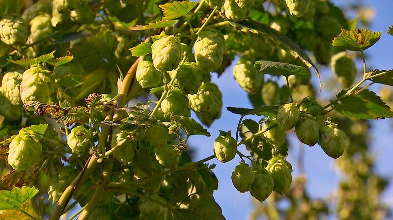 Erntereifer Hopfen – Bild: SR/​Julia Leiendecker