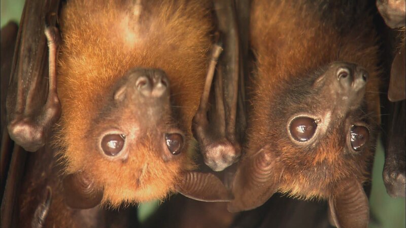 Fledermäuse. – Bild: Warner Bros. Discovery