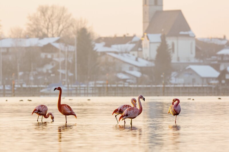 Der Film stellt die Lebewesen vor, die am und im Chiemsee leben und zeigt, wie empfindlich der Kreislauf der Natur auf Störungen durch den Menschen reagiert. – Flamingos – Bild: ZDF und BR/​A. Hartl