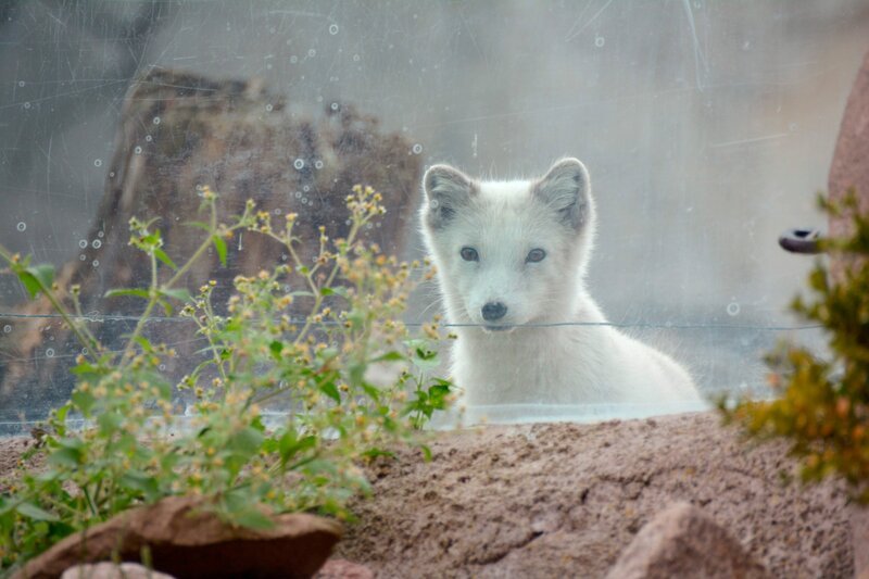Polarfüchsin Mijou spielt Verstecken. – Bild: Radio Bremen