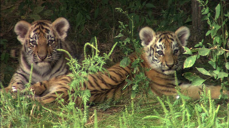 Siberian tiger cubs. – Bild: Discovery Communications, Inc.