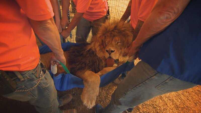 Lion – Bild: Warner Bros. Discovery