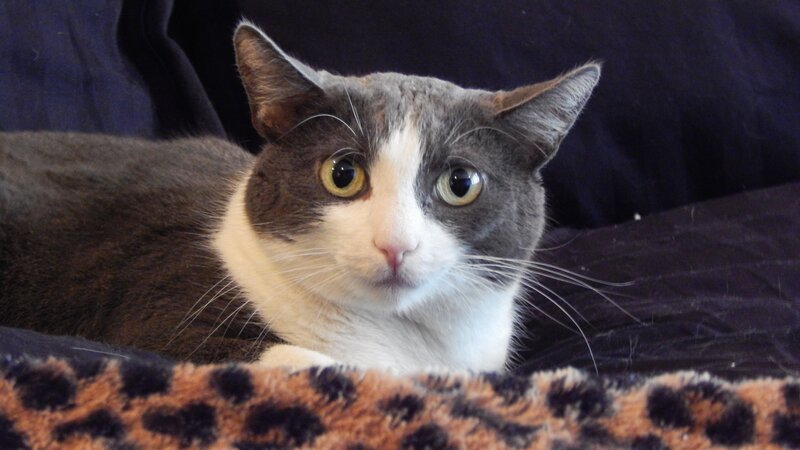 Tosh looks forward while resting on the bed. – Bild: Discovery Communications