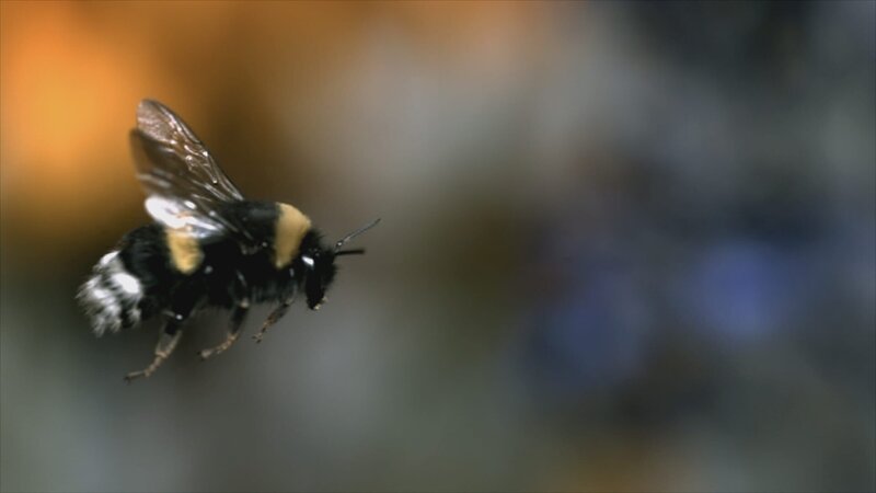 Der Flug einer Hummel war lange rätselhaft. Das menschliche Auge kann der schnellen Bewegung der Flügel nicht folgen. Erst moderne Kameratechnik enthüllte das Bewegungsmuster – und löste so das Rätsel. – Bild: ZDF/​Getty