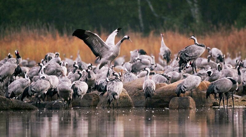 Im Herbst versammeln sich die Kranichfamilien in der Schorfheide, bevor sie in ihre Winterrastgebiete fliegen. – Bild: NDR/​Doclights GmbH/​coraxfilm