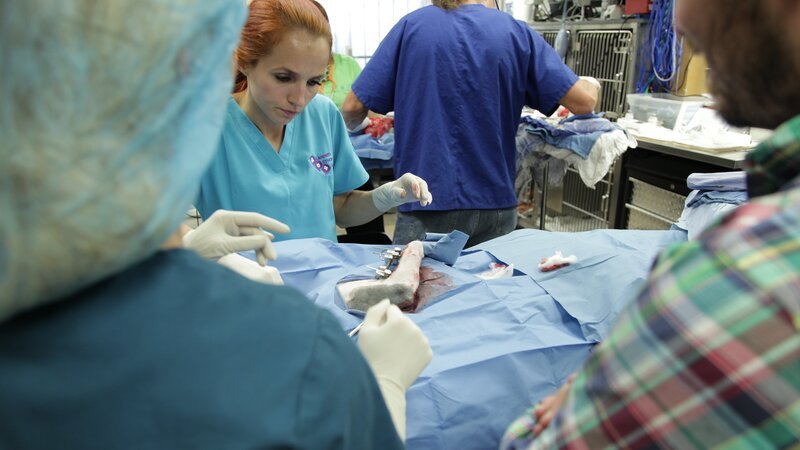 Manapua recieves treatment. – Bild: Animal Planet /​ Discovery Communications