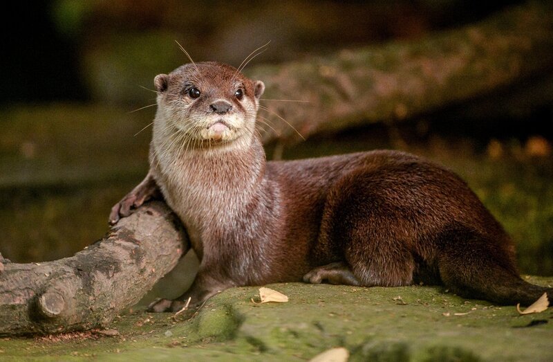 Zwergotter Annie. – Bild: ORF/​Universal/​Steve Rawlins