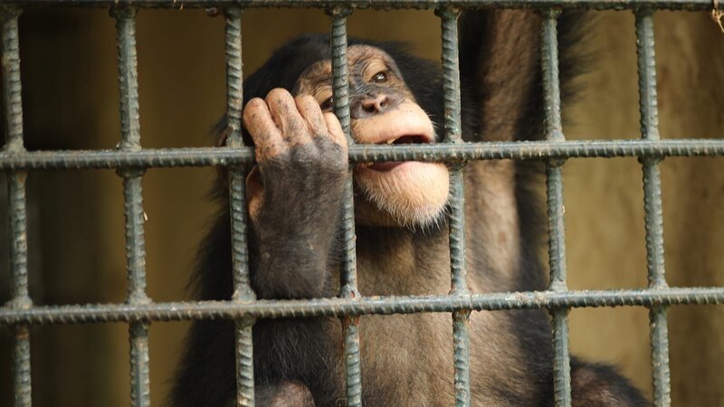 Chimpanzee biting the bars at the zoo. – Bild: Discovery Communications