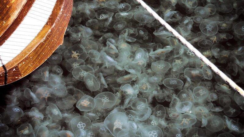 Invasion von Quallen. – Bild: Warner Bros. Discovery