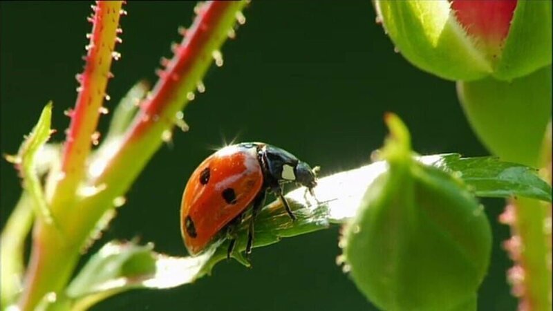 Folge 148 – Bild: WDR/​Die Sendung mit dem Elefanten