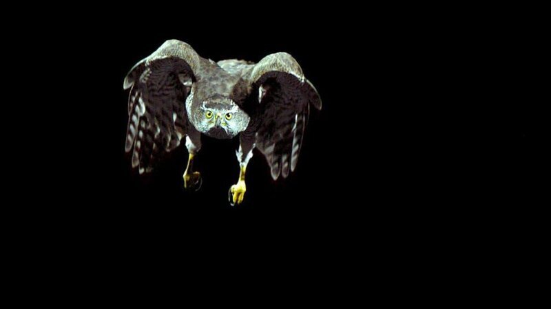 Habichte – wahrscheinlich die wendigsten Raubvögel – jagen ihre Beute in dichten Wäldern. Nur mit 40facher Zeitlupe könne wir ihre Leistungen verstehen. – Bild: ORF/​MR-Film