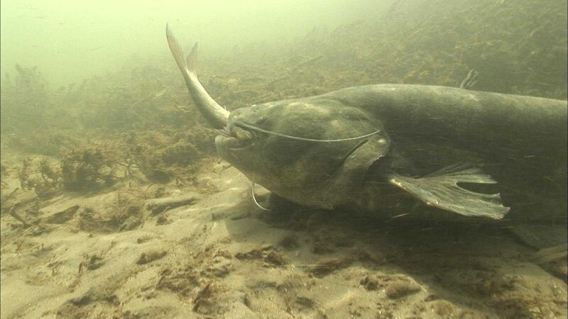 Ein zwei Meter langer Wels beim Fressen. – Bild: Animal Planet