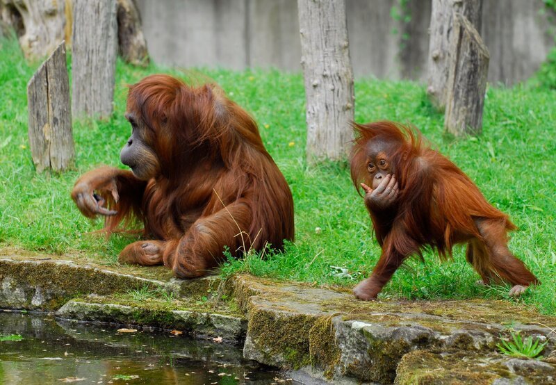 Zoo Berlin und Tierpark Berlin freuen sich über eine wahre Babyschwemme – und „Panda, Gorilla & Co.“ gratuliert mit einem Spezial, das den tierischen Nachwuchs und die dazugehörigen „Pflegeeltern“ in den Mittelpunkt rückt. Orang Utan-Mutter Mücke mit Tochter Satu – Bild: rbb/​Thomas Ernst