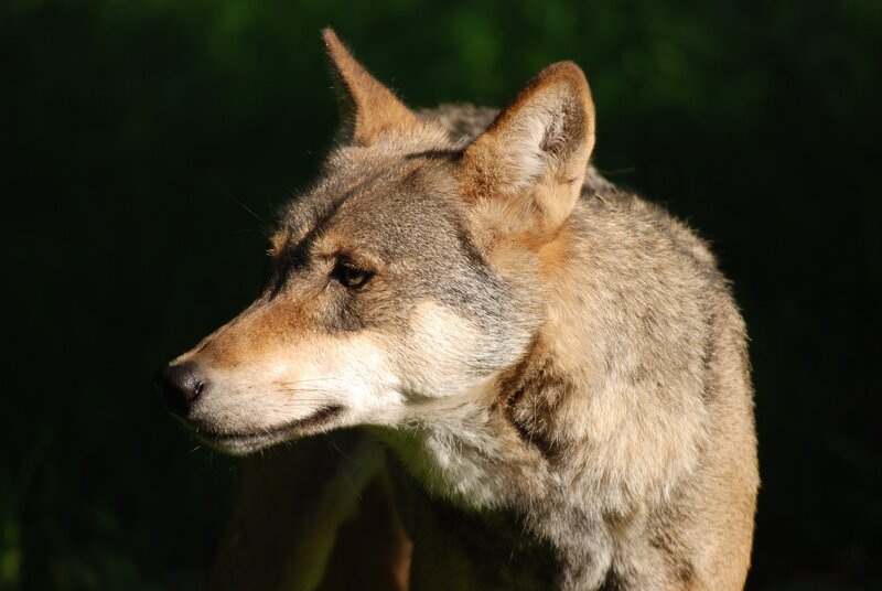 Frieren Wölfe im Winter? – Bild: BR/​Jens-Uwe Heins/​Jens-Uwe Heins