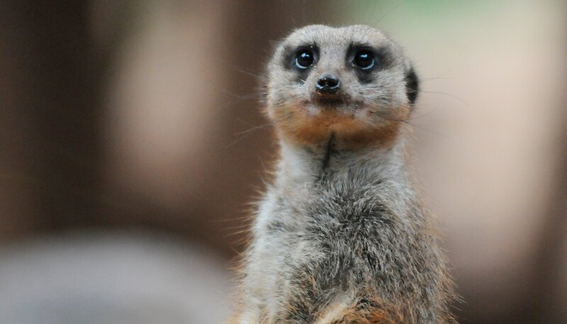 Der Loro Park erwartet zwei neue Erdmännchen aus Madrid. Bevor die quirligen Mitbewohner zu dem Weibchen ins Gehege können, müssen sie aber erst mal eine Weile in der Klinik unter Quarantäne bleiben. – Bild: WDR/​Niklas Böhm