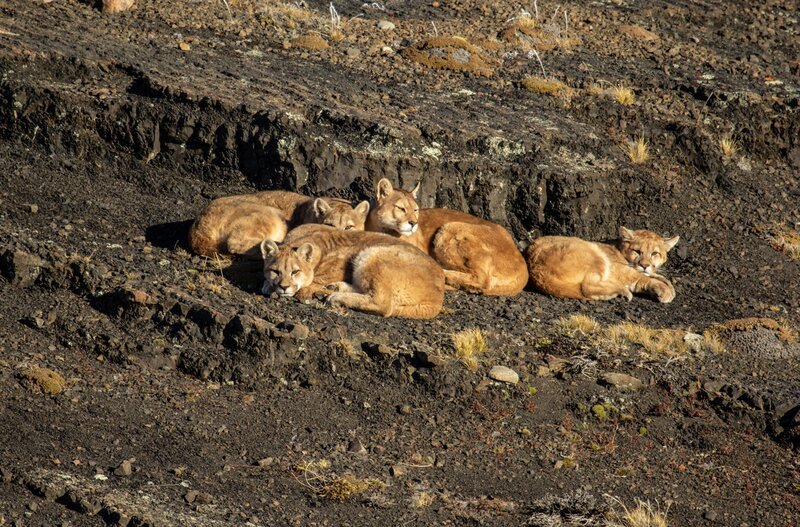 Eine Pumamutter und ihre drei rund ein Jahr alten Jungen genießen die wärmenden Sonnenstrahlen. – Bild: RTL /​ Terra Mater Factual Studios /​ Wildlife Films /​ Nicolas Lagos /​ Wiedergeburt