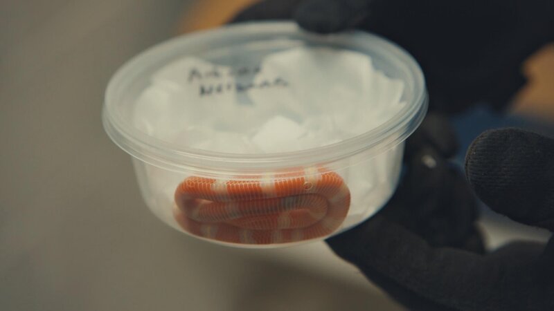 Bild: Stampede Productions Ltd /​ Jaylend Shields Lizenzbild frei