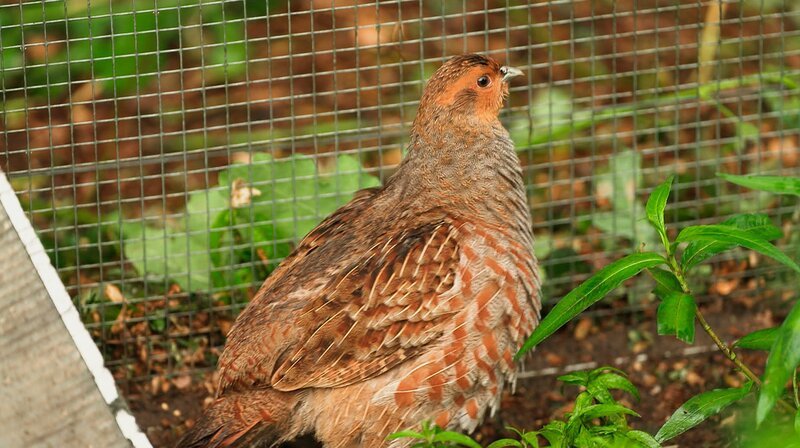 Ein ausgewachsenes Rebhuhn – Bild: NDR/​Daniel Sprehe