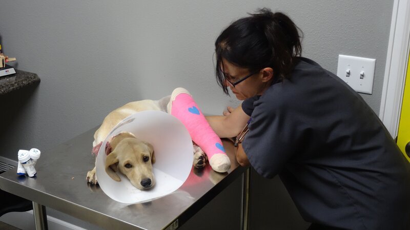 Shelly examines Reya during a follow up visit. – Bild: Animal Planet