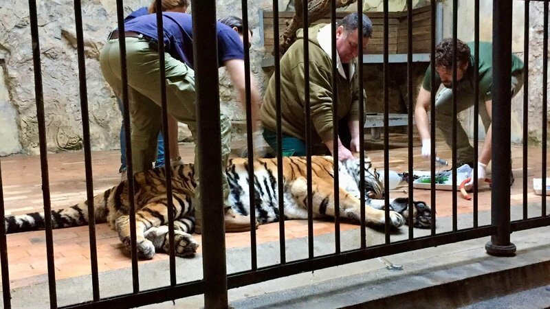 Tierärzteteam von Vier Pfoten untersucht einen Tiger im Gehege im Zoo von Sofia. – Bild: RTL /​ Contingent Productions