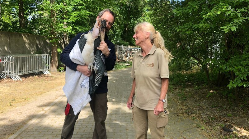 Marabu-Weibchen Mara wirkt etwas schlapp und kraftlos. Der afrikanische Storchenvogel gibt Tierpflegerin Uschi Otto und Zoo-Doc Viktor Molnár Rätsel auf: Steckt bei Mara ein Ei fest? Oder ist der vor Jahren behandelte Tumor wieder zurück? Es nützt nichts, Maras Bauchhöhle muss durchleuchtet werden. Der Tierarzt will Mara so wenig wie möglich Stress zumuten, deshalb bekommt sie keine Narkose. Doch es ist gar nicht mal so einfach, den 6-Kilo-Vogel ruhig auf den Röntgentisch zu legen … – Bild: NDR/​Doclights/​Jeannine Apsel