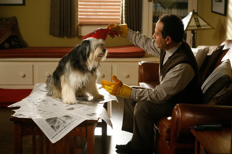 Shelby wird schon bald zum saubersten Hund der ganzen Stadt, nachdem Monk (Tony Shalhoub) ihn bei sich aufgenommen hat … – Bild: OPTN