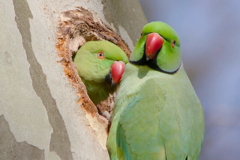 Das Männchen des Halsbandsittichs versorgt seine Partnerin während der Brutzeit mit Nahrung. – Bild: ZDF und arte/​Erik Sick