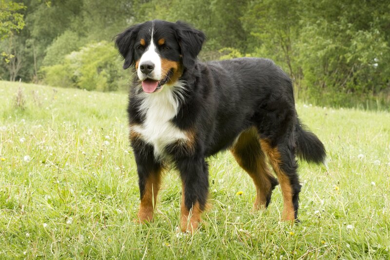Mit seiner Schnüffelnase geht Keks auf Entdeckertour und trifft Tiere vor seiner Haustür. – Bild: ZDF/​Zia Ziarno
