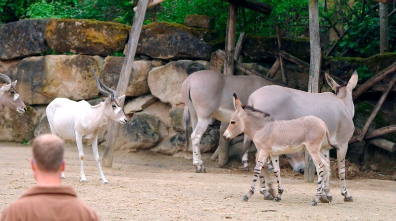 Das neugierig-forsche Esel-Fohlen Jaali und das zurückhaltende Antilopen-Kalb Nola machen Bekanntschaft; auf der Wüstenanlage herrscht Anspannung im Pflegeteam, denn heute soll der süße Nachwuchs zum ersten Mal zusammentreffen. – Bild: NDR/​Doclights