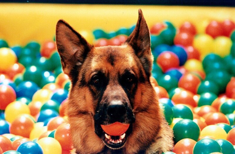 Rex vergnügt sich nach einem erfolgreich gelösten Fall. – Bild: Sat.1 /​ Ali Schafler