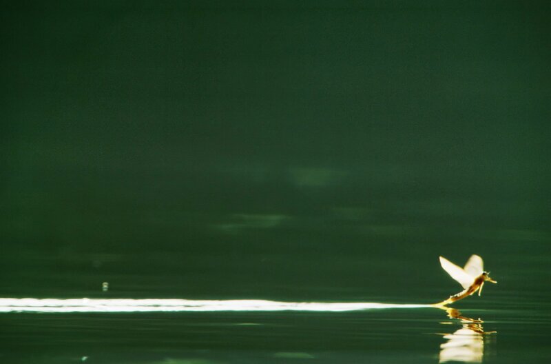 Mit ihren langen Fäden am Hinterleib streicht die männliche Eintagsfliege bei der Partnersuche über das Wasser. – Bild: Humble Bee Films