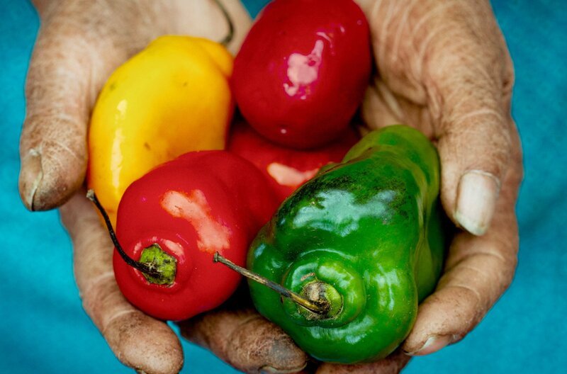 Wie könnte maßvolles Wirtschaften im Globalen Süden aussehen? Forschende sagen: sanfter Tourismus, ökologische Landwirtschaft, Produkte aus Heilpflanzen und lokale Energiegewinnung. – Bild: Lucas Bustamante