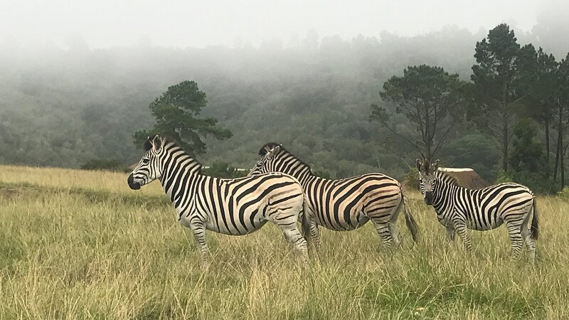 Südafrikas Garden Route Ein Nationalpark zwischen Küste und Wäldern Zebras im Knysna Elephant Park, Südafrika – Bild: SRF/​Autentic