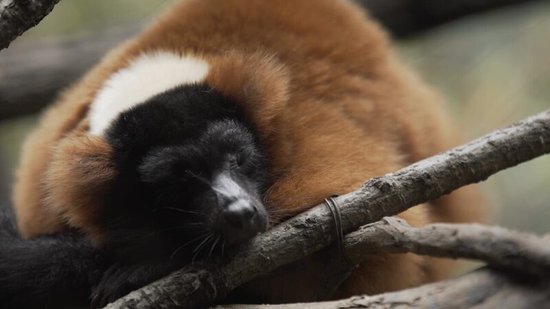 Red Ruffed Lemur – Indoor Enclosure – Bild: Discovery Communications