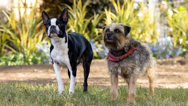 l-r: Bug, Reggie – Bild: CH Media