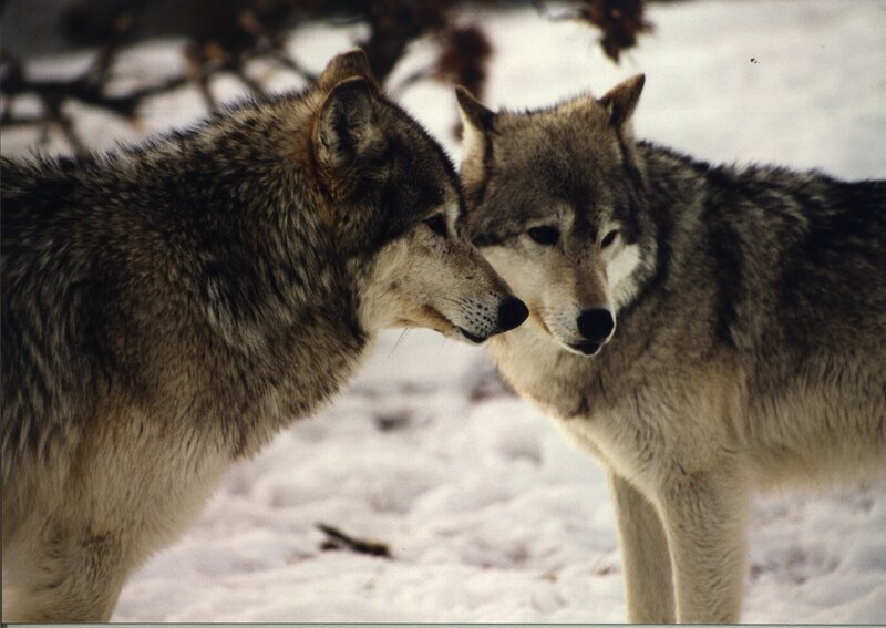 Wenn es draußen kalt wird, ziehen wir uns zurück, erleben den Advent als eine eher besinnliche manchmal auch ruhigere Zeit. Im Bild: Wölfe im Schnee. – Bild: BR