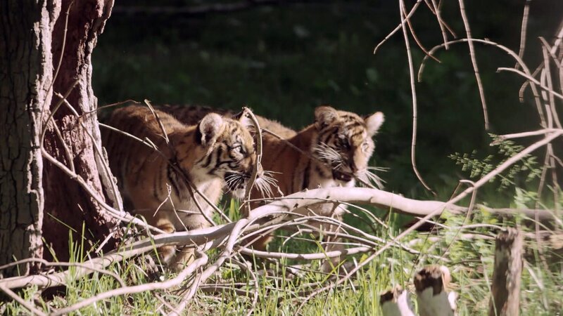 Zwei Löwen. – Bild: Warner Bros. Discovery