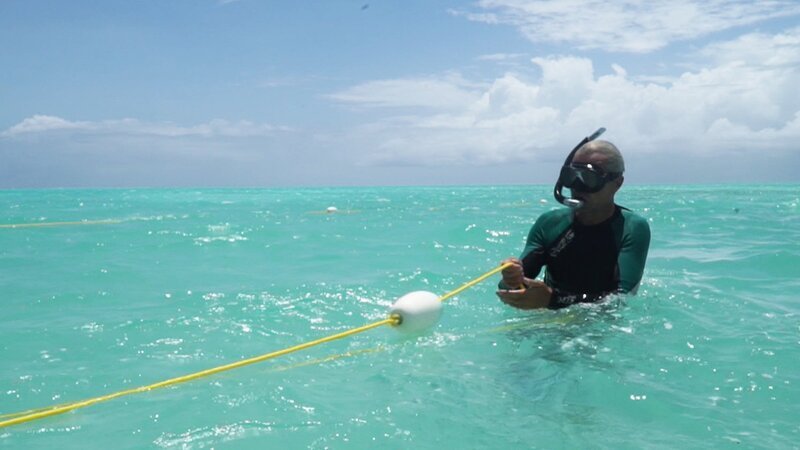 Christian Vaterlaus spannt die Schnüre für eine neue Schwammfarm. – Bild: ZDF und SRF