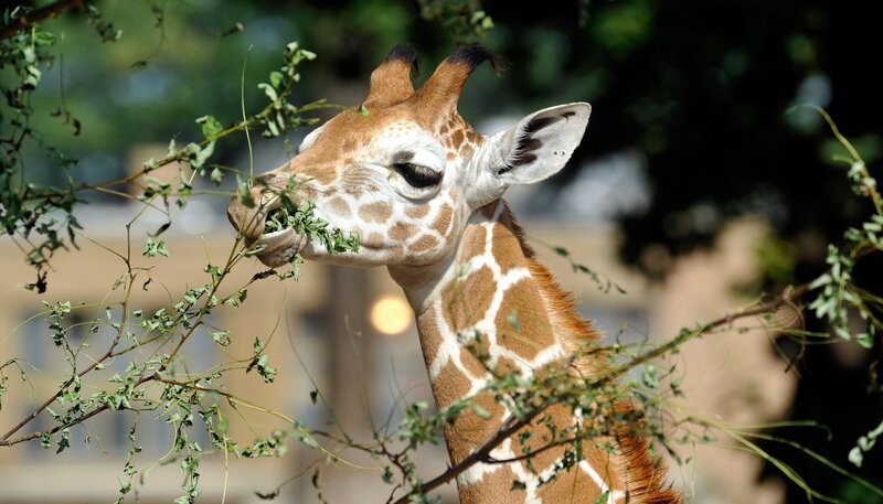 Der Giraffen-Junge Mugambi im Zoo Berlin. – Bild: rbb/​Thomas Ernst