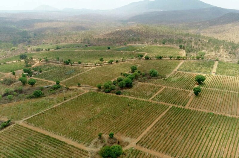 Allen kulturellen und religiösen Hindernissen zum Trotz entwickelt sich Indien langsam, aber sicher zur Weinnation. – Bild: Grand Angle Productions