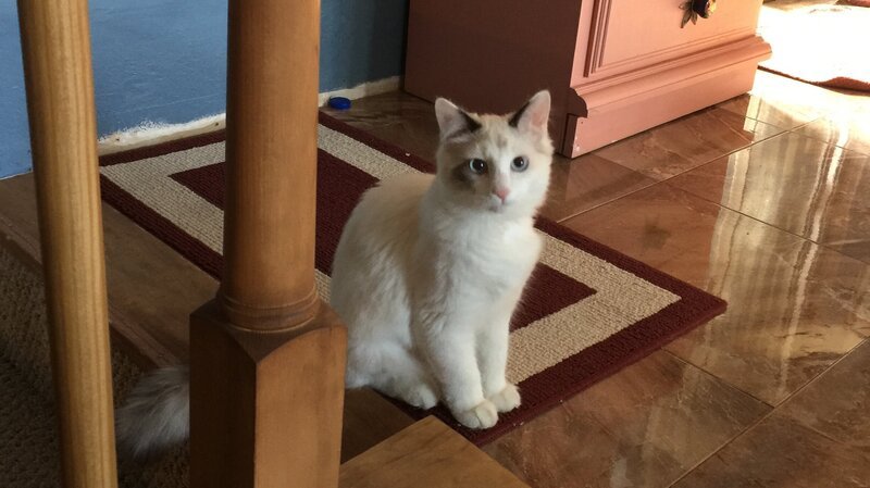 A view from the Feral Cat Ranch. – Bild: Animal Planet /​ Discovery Communications