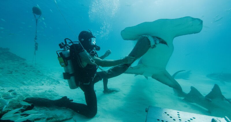 Jeremiah Sullivan gets bitten by a tiger shark. Proving that his new armor materials work. – Bild: National Geographic Partners, LLC. /​ Devon Massyn